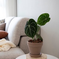 【室內盆栽】圓葉花燭 (小)觀葉植物 開幕盆栽 盆栽 開幕送禮