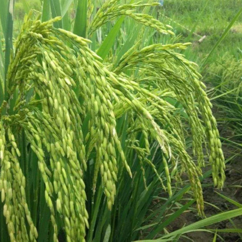 BENIH PADI SERTANI 13 PREMIUM KEMASAN 5KG