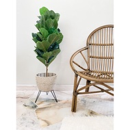 Fiddle Fig Artificial Plant 80cm & 90cm