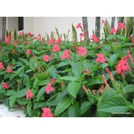 Ruellia Rosea wild petunia ,pink ruellia