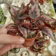 Anak Pokok Asam Batu Pokok Begonia