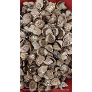 Kuping Gajah Manis (Ready Stock)