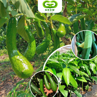 อะโวคาโด 034 ต้นเพาะจากเมล็ด สูง 60-80 ซม อะโวคาโดมีผลผลิตสูง ให้เนื้อสีเหลือง มันและไม่มีใยอาหาร