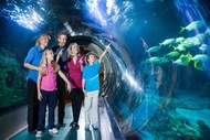 SEA LIFE Aquarium Ticket in Orlando