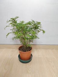 寧可食無肉，不可居無竹 :「新芽葉茂盛的」觀音竹 - 40cm 高