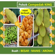 Anak Pokok Cempedak KING 尖不叻王 树苗 Sapling Cempedak KING