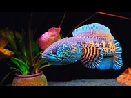 Channa Cobra CB Import Indo High Quality Grade AAA Aquarium Ornamental Fish 4inch+