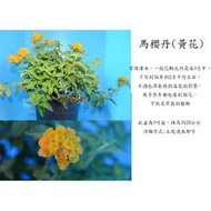 心栽花坊-馬櫻丹/不挑色/5吋/綠籬植物/觀花植物/售價120特價100