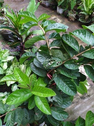 Bibit Jambu Batu atau klutuk dari alam 1 bh