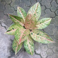 aglaonema aglonema big roy tanaman hias