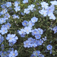 [SeedMan] Blue Flax Flower Seeds for Planting 100 seeds/bag |Benih Bunga Flax Biru | Gardening Flowe