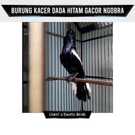 Burung Kacer Dada Hitam Kacer Wulung Gacor Ngobra