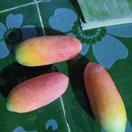 Reeedy 1 buah coccinia timun padang timun tikus