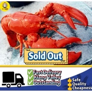 Boston Lobster 波士顿龙虾 450/550GM