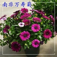 花種子四季種易活南非萬壽菊多年生宿根庭院花卉植物種子花海花籽