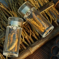 Cordyceps Sinensis ของแท้จากป่าผลิตภัณฑ์แห้งสำหรับระยะแรก Cordyceps Sinking ในระดับความสูงสูงยาจีนโบ