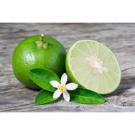 Key Lime (1kg) CERTAIN KLANG VALLEY AREA ONLY Fresh Lime / Limau Nipis / Fresh Fruits