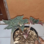 Begonia keong plus pot