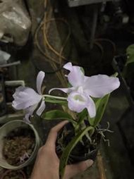 【芃程蘭舍】Catt. skinneri f. coerulensis 3.5吋盆植