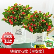 Iron Begonia Potted Plant Indoor Bonsai Green Plant Four Seasons Blooming Tiger Thorn Plum Office Ba