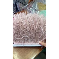 Ostrich feather