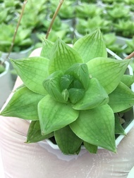 ส่งทั้งกระถาง#ฮาโวเทีย(เขียวอ่อน) # Haworthia # ต้นหยดน้ำ# ไม้อวบน้ำ # Succulents # ต้นไม้ประดับ# ไม้มินิมอล# พืชทนแล้ง# ของต้องมี#จัดสวนถาด#Minimal