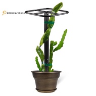 Premium Dragon Fruit Trellis Durables Metal Trellis for Vertical Gardening and Climbing Plants