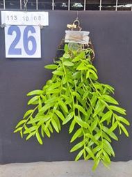 朵園型蛇木板板植紅玫瑰天宮石斛蘭 瀑布蘭