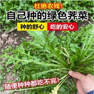 Vegetable Seeds Old Varieties Wild Big Leaves Vegetable Seeds Small Leaves Spring Sowing Vegetable S