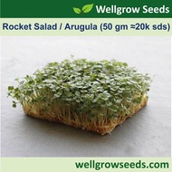 Rocket Salad / Arugula 芝麻菜 (50gm, approximately 20,000seeds) Gargil Microgreen Seeds