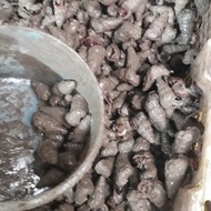keong nenek hidup1kg