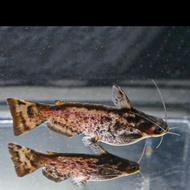 Ikan Colombia Catfish merupakan ikan predator 12 cm