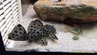 【Sus Aquatic】L264 SULTAN PLECO / VAMPIRE PLECO - 老鼠斑坦克【6 ~ 8cm】