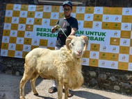Domba Garut Super Qurbaniaga Untuk Qurban Aqiqah Pejantan