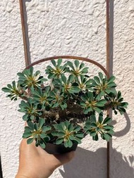 鬼凄閣 鬼棲閣 鬼切閣 大戟