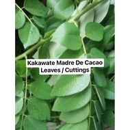 Kakawate Madre De Cacao Leaves / Cuttings 200g