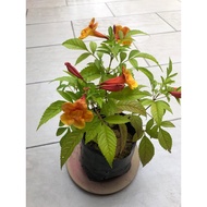 🌸 TECOMA🌸 Anak Pokok Tecoma