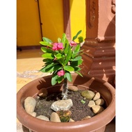 Mahkota Duri/ Pokok Legend/ Pokok Berduri/ Bunga Pink