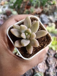 กุหลาบหิน แกรปโตเซดัม ฟรานเชสโก้ บัลดิ Graptosedum "Francesco baldi"