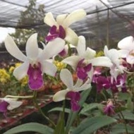 anggrek dendrobium wongleng dewasa dewasa