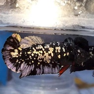 Ikan Cupang Avatar Cooper Female Top Grade Siap Breed #Gratisongkir