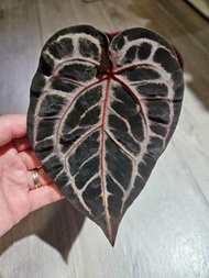 紅水晶花燭 欣賞。