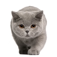 Cute Grey Cat Plushie Test Warehouse 1 SKU A