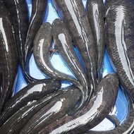 Ikan Gabus Jumbo Hidup 1 Kg