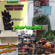 Benih Bibit Kecambah Polong sawit TN 1/Tani nusa Bibit Super Unggul