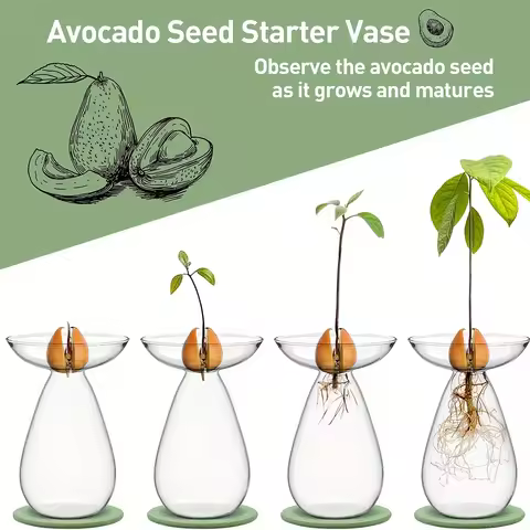 Avocado Seed Starter Vase Transparent Plant Propagation Station Glass Avocado Tree Flower Vase for G