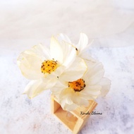 Cosmos paper wafers paper flower wafers, paper cosmos flower/