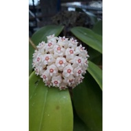 Hoya Orkid 🌱 Hoya 🌱 (Cutting) Pokok Hoya Plant