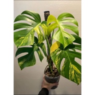 Ornamental plant monstera aurea ornamental plant seeds monstera ornamental plant seeds