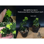 Podocarpus black Pearl黑珍珠 罗汉松 (盆栽/bonsai plant/live plant/outdoor plant）